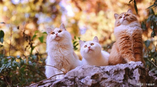 性价比高？2025世界十大顶级猫粮品牌A