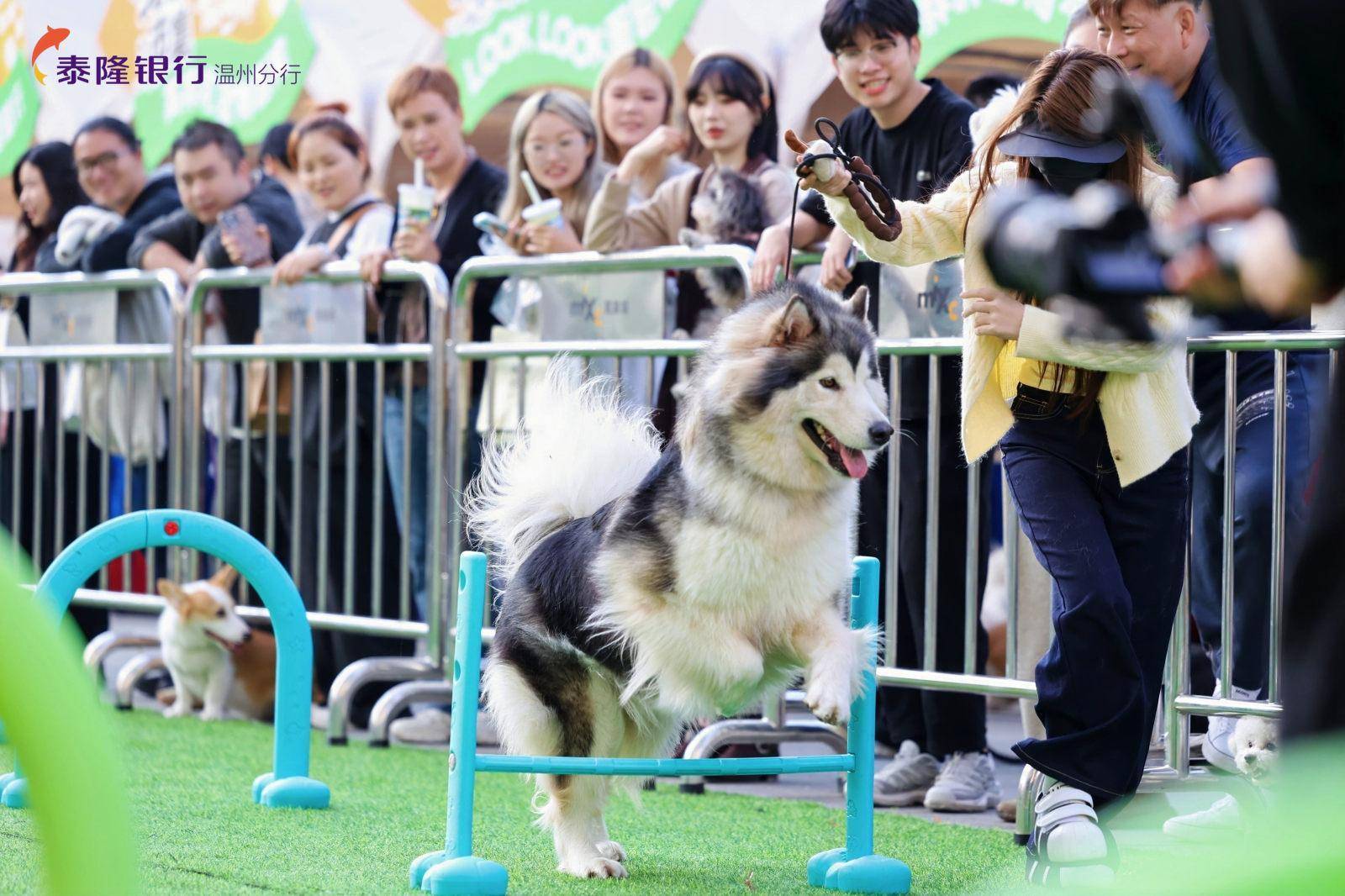 行温州分行打造“宠物友好型”特色网点AG真人国际网站“金融+萌宠”泰隆银(图3) 行温州分行打造“宠物友好型”特色网点AG真人国际网站“金融+萌宠”泰隆银(图3)